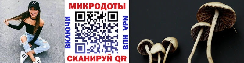 что такое Заводоуковск Псилоцибиновые грибы ЛСД